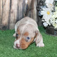 Stella, a female Miniature Dachshund for sale in Hasty, CO – 1 of 3