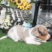 Stella, a female Miniature Dachshund for sale in Hasty, CO – 3 of 3