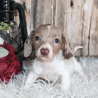Gracie, a female Miniature Dachshund for sale in Hasty, CO – Photo 1 of 3