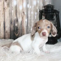 Gracie, a female Miniature Dachshund for sale in Hasty, CO – Photo 2 of 3