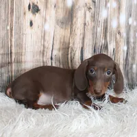 Champ, a male Miniature Dachshund for sale in Hasty, CO – Photo 1 of 4