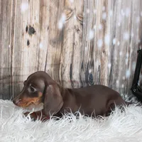 Champ, a male Miniature Dachshund for sale in Hasty, CO – Photo 2 of 4