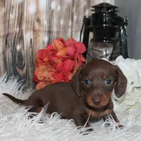 Champ, a male Miniature Dachshund for sale in Hasty, CO – Photo 3 of 4