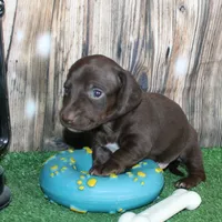 Huck, a male Miniature Dachshund for sale in Hasty, CO – 3 of 3