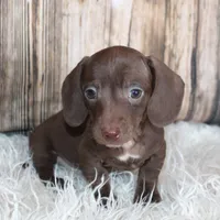 Hank, a male Miniature Dachshund for sale in Hasty, CO – Photo 4 of 6