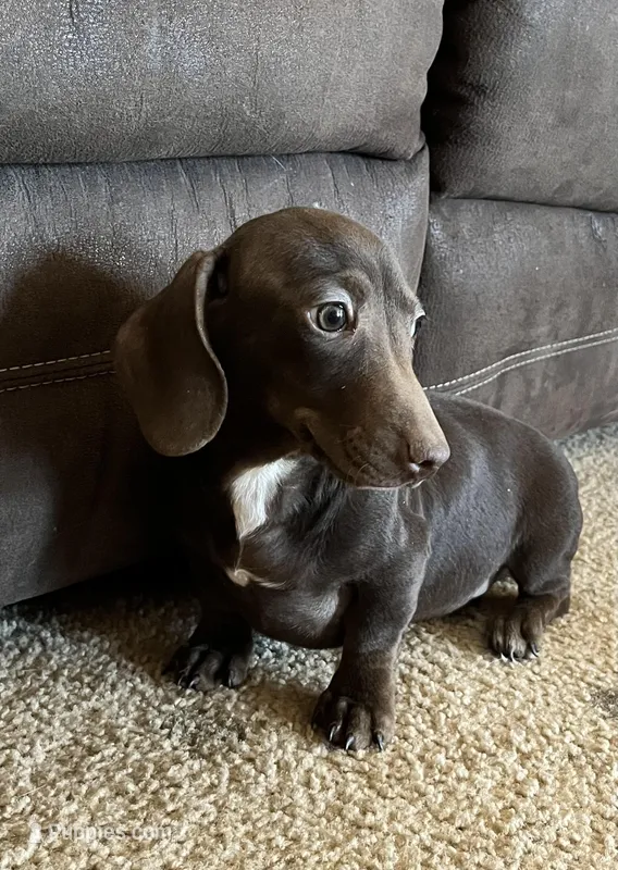 Hank – Miniature Dachshund puppy for sale in Hasty, CO
