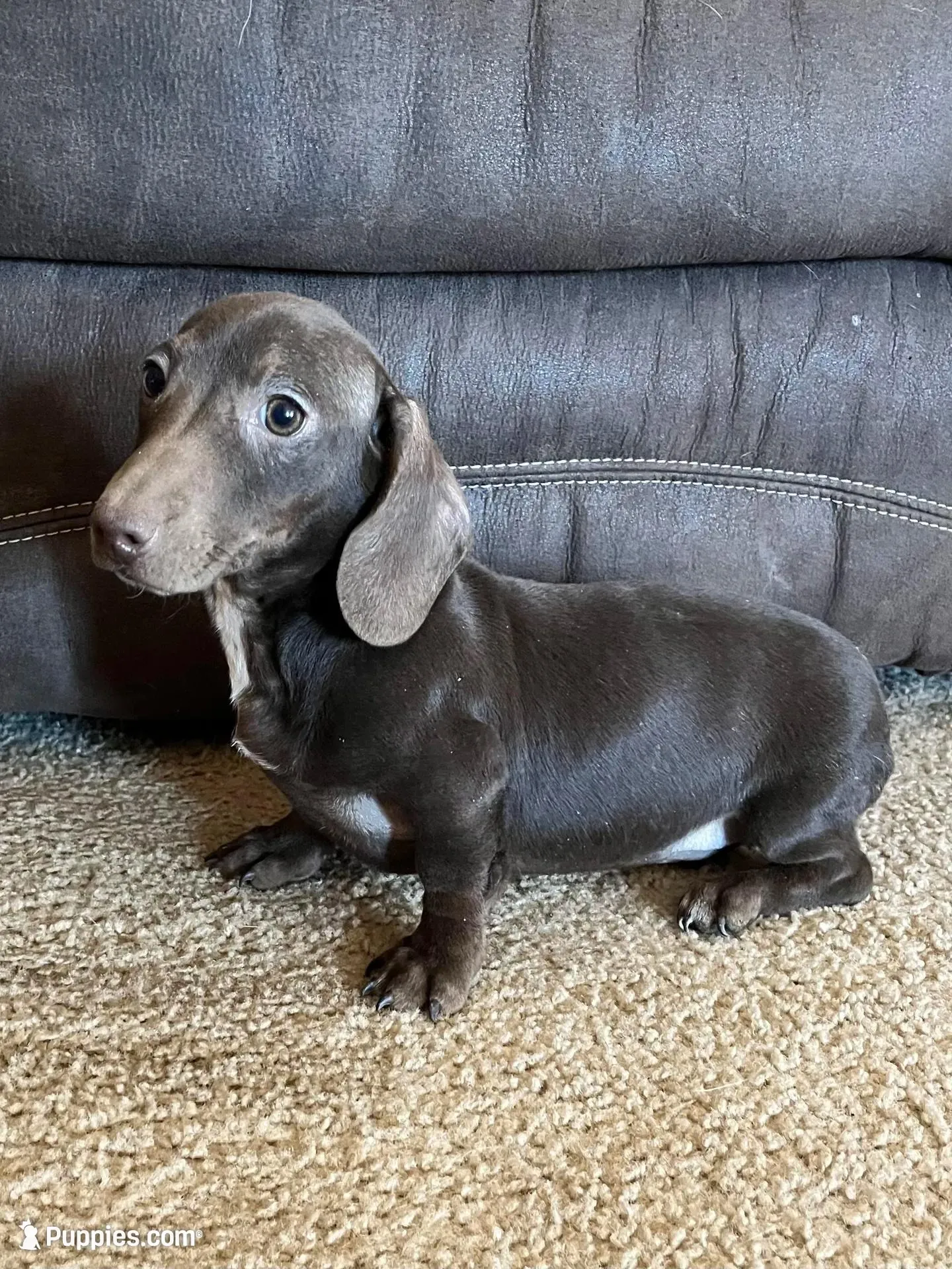 Hank, a male Miniature Dachshund for sale in Hasty, CO – Photo 2 of 6