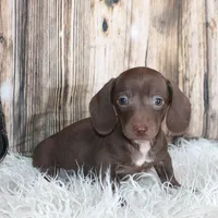 Hank, a male Miniature Dachshund for sale in Hasty, CO – Photo 5 of 6