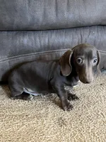 Hank, a male Miniature Dachshund for sale in Hasty, CO – Photo 3 of 6