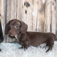 Hank, a male Miniature Dachshund for sale in Hasty, CO – Photo 6 of 6