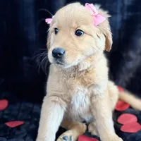 Cindy, a female Golden Retriever for sale in Pittsburgh, PA – Photo 4 of 5