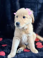 Cindy, a female Golden Retriever for sale in Pittsburgh, PA – Photo 4 of 5