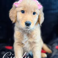 Cindy, a female Golden Retriever for sale in Pittsburgh, PA – Photo 1 of 5
