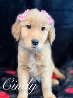 Cindy, a female Golden Retriever for sale in Pittsburgh, PA – Photo 1 of 5