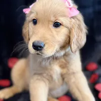 Cindy, a female Golden Retriever for sale in Pittsburgh, PA – Photo 2 of 5