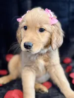 Cindy, a female Golden Retriever for sale in Pittsburgh, PA – Photo 2 of 5