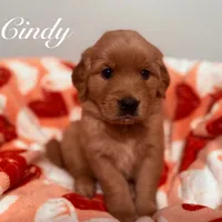 Cindy, a female Golden Retriever for sale in Pittsburgh, PA – Photo 5 of 5