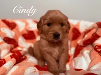 Cindy, a female Golden Retriever for sale in Pittsburgh, PA – Photo 5 of 5