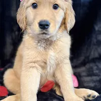 Cindy, a female Golden Retriever for sale in Pittsburgh, PA – Photo 3 of 5