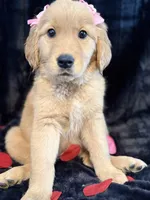 Cindy, a female Golden Retriever for sale in Pittsburgh, PA – Photo 3 of 5