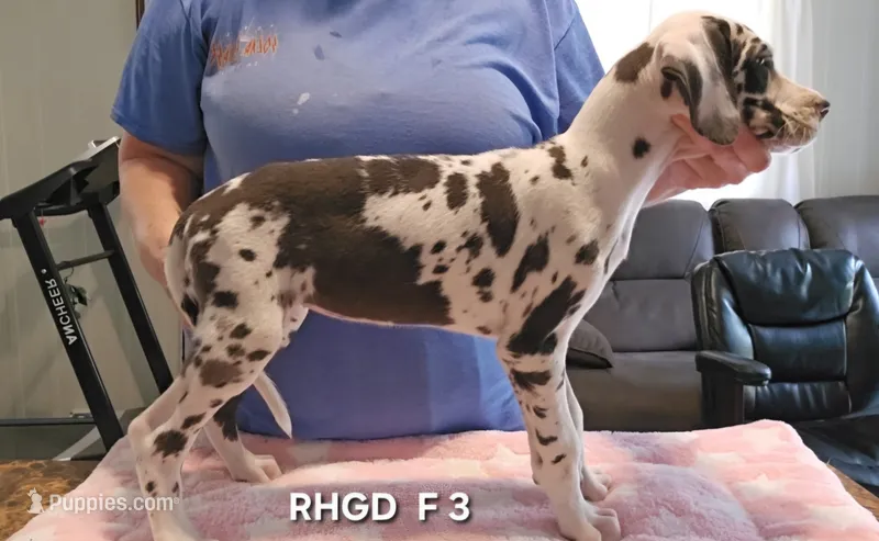 Female- Three – Great Dane puppy for sale in Sheridan, AR