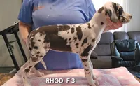 Female- Three, a female Great Dane for sale in Sheridan, AR – 1 of 3
