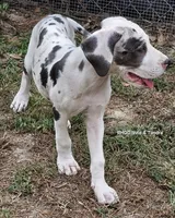 Trinity, a female Great Dane for sale in Sheridan, AR – 7 of 10