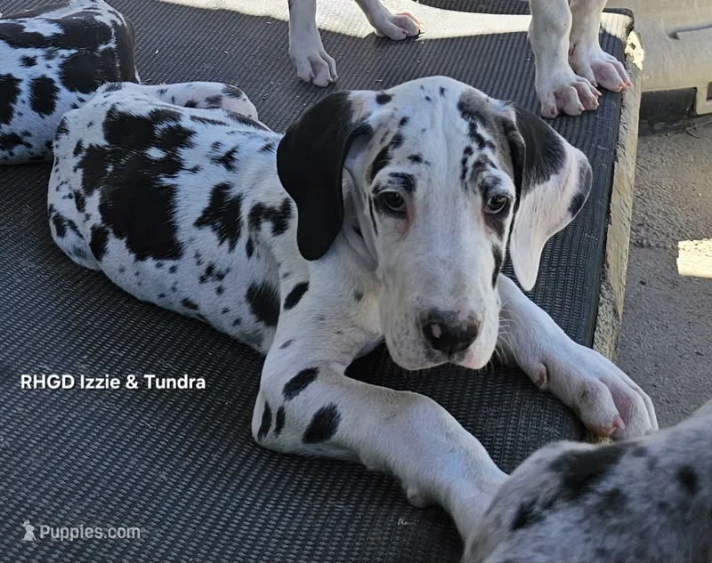 Male- Two – Great Dane puppy for sale in Sheridan, AR