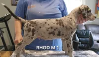 Male- One, a male Great Dane for sale in Sheridan, AR – 2 of 4