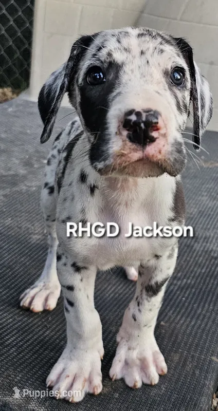 Jackson – Great Dane puppy for sale in Sheridan, AR