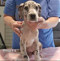 Female- Five, a female Great Dane for sale in Sheridan, AR – 2 of 3