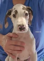Female- One, a female Great Dane for sale in Sheridan, AR – 6 of 6