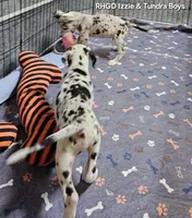 Titus, a male Great Dane for sale in Sheridan, AR – 3 of 3