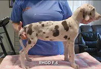 Female- Four, a female Great Dane for sale in Sheridan, AR – 1 of 3