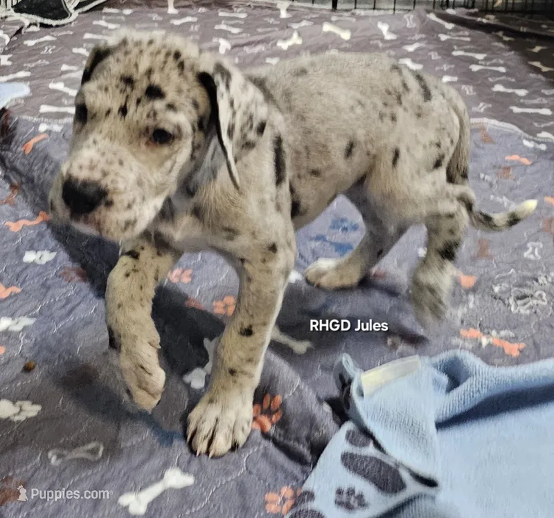 Jules – Great Dane puppy for sale in Sheridan, AR