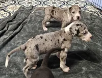 Nike, a male Great Dane for sale in Sheridan, AR – 4 of 10
