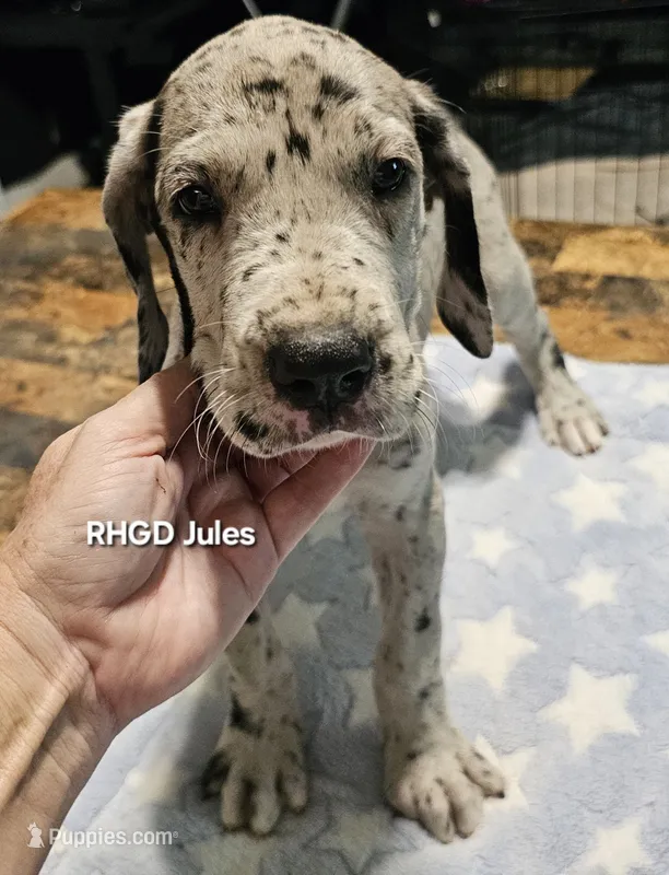 Jules – Great Dane puppy for sale in Sheridan, AR