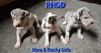 Tinkerbell, a female Great Dane for sale in Sheridan, AR – 5 of 7