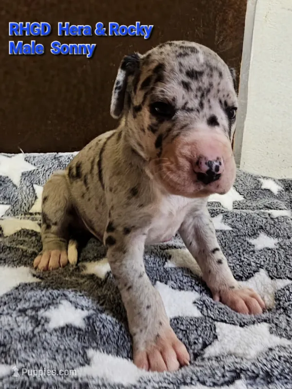 Sonny – Great Dane puppy for sale in Sheridan, AR