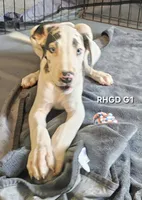 Female- One, a female Great Dane for sale in Sheridan, AR – 5 of 6