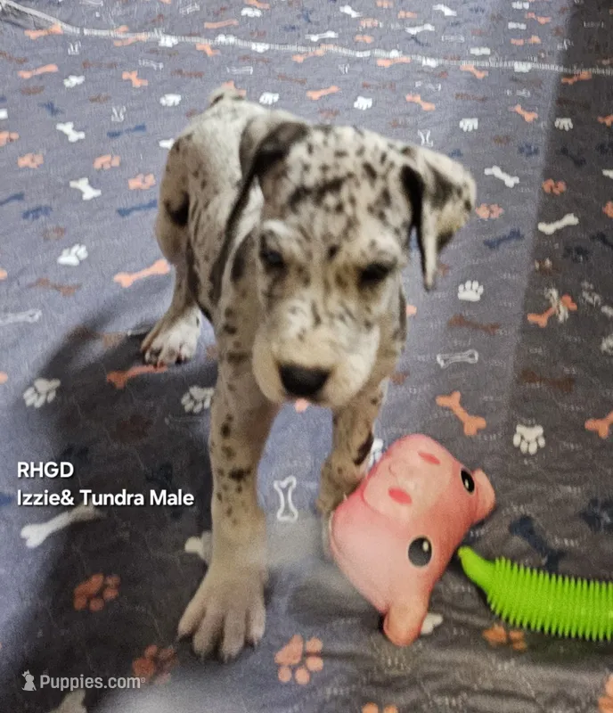 Titus – Great Dane puppy for sale in Sheridan, AR