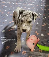 Titus, a male Great Dane for sale in Sheridan, AR – 1 of 3