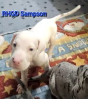 Sampson, a male Great Dane for sale in Sheridan, AR – 3 of 4