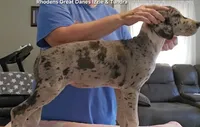 Sabrina, a female Great Dane for sale in Sheridan, AR – 3 of 10