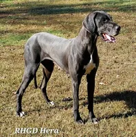 Zorro, a male Great Dane for sale in Sheridan, AR – 3 of 3