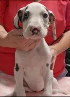 Sweet Pea, a female Great Dane for sale in Sheridan, AR – 3 of 4