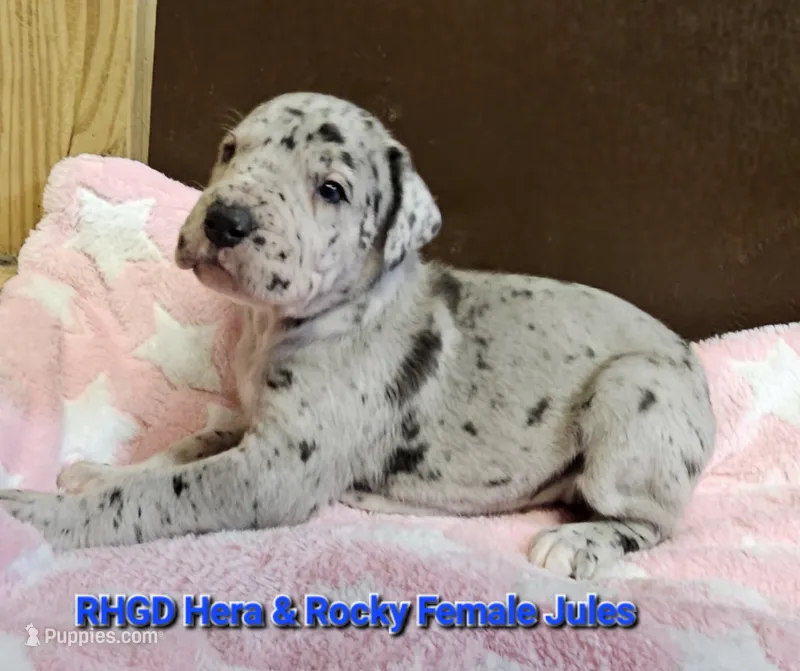 Jules – Great Dane puppy for sale in Sheridan, AR