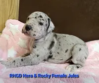 Jules, a female Great Dane for sale in Sheridan, AR – 1 of 8