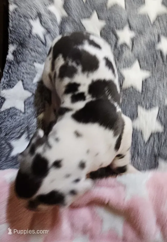Zorro – Great Dane puppy for sale in Sheridan, AR