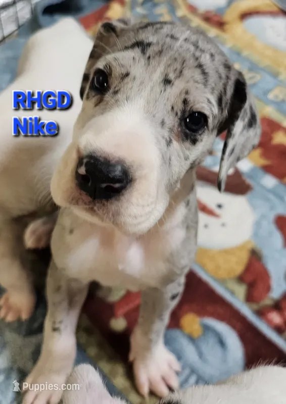 Nike – Great Dane puppy for sale in Sheridan, AR